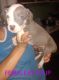 American Pit Bull Terrier Puppies for sale in Stroh, IN 46761, USA. price: NA