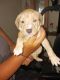 American Pit Bull Terrier Puppies for sale in Custar, OH 43511, USA. price: $150