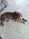 American Pit Bull Terrier Puppies for sale in Yucca Valley, CA 92284, USA. price: $50
