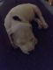 American Pit Bull Terrier Puppies for sale in Holland, OH 43528, USA. price: $200