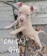 American Pit Bull Terrier Puppies for sale in Paterson, NJ 07502, USA. price: NA