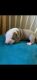 American Pit Bull Terrier Puppies for sale in Homestead, FL, USA. price: $3,500