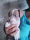 American Pit Bull Terrier Puppies for sale in McKeesport, PA, USA. price: NA
