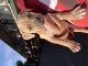 American Pit Bull Terrier Puppies for sale in Santa Clara, CA 95051, USA. price: $300