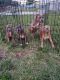 American Pit Bull Terrier Puppies for sale in Pompano Beach, FL 33069, USA. price: $100