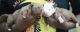American Pit Bull Terrier Puppies for sale in Bengaluru, Karnataka, India. price: 50000 INR
