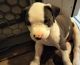 American Pit Bull Terrier Puppies for sale in Gulfport, MS, USA. price: NA