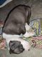 American Pit Bull Terrier Puppies for sale in Satwari, Jammu. price: 12000 INR