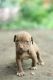 American Pit Bull Terrier Puppies for sale in Karad, Maharashtra, India. price: 15000 INR