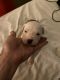 American Pit Bull Terrier Puppies for sale in Fulton Rd NW, Canton, OH 44703, USA. price: NA