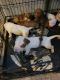 American Pit Bull Terrier Puppies for sale in Merritt Island, FL, USA. price: NA