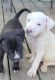 American Pit Bull Terrier Puppies for sale in Wakarusa, IN, USA. price: NA