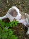 American Pit Bull Terrier Puppies for sale in Ashtabula, OH 44004, USA. price: $550