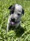 American Pit Bull Terrier Puppies for sale in Homestead, FL, USA. price: $500