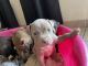 American Pit Bull Terrier Puppies for sale in 305 N 93rd St, Mesa, AZ 85207, USA. price: $400