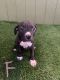 American Pit Bull Terrier Puppies for sale in Clearlake, CA, USA. price: $700