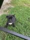 American Pit Bull Terrier Puppies for sale in La Rue, OH 43332, USA. price: $350