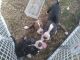 American Pit Bull Terrier Puppies for sale in Arrington, VA 22922, USA. price: $150