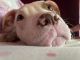 American Pit Bull Terrier Puppies for sale in Arlington, VA, USA. price: $800