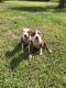 American Pit Bull Terrier Puppies for sale in Riverview, FL, USA. price: NA