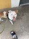 American Pit Bull Terrier Puppies for sale in Phoenix, AZ, USA. price: $300