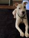 American Pit Bull Terrier Puppies for sale in Fort Myers, FL, USA. price: NA
