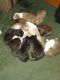 American Pit Bull Terrier Puppies for sale in Midland, NC, USA. price: NA