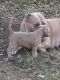 American Pit Bull Terrier Puppies for sale in Marble Falls, TX 78654, USA. price: NA