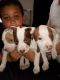American Pit Bull Terrier Puppies for sale in Gary, IN, USA. price: NA
