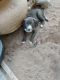 American Pit Bull Terrier Puppies for sale in Noble, OK, USA. price: NA