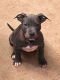 American Pit Bull Terrier Puppies for sale in Rolla, MO, USA. price: NA