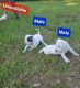 American Pit Bull Terrier Puppies for sale in Orlando, FL, USA. price: $300