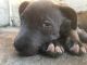 American Pit Bull Terrier Puppies for sale in California Ave, Baldwin Park, CA 91706, USA. price: NA