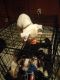 American Pit Bull Terrier Puppies for sale in 716 Central Ave, Jefferson, LA 70121, USA. price: NA