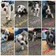 American Pit Bull Terrier Puppies for sale in Macomb, MI 48042, USA. price: NA