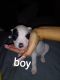 American Pit Bull Terrier Puppies for sale in Grand Prairie, TX 75050, USA. price: NA