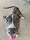 American Pit Bull Terrier Puppies for sale in El Paso, TX, USA. price: $60