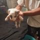 American Pit Bull Terrier Puppies for sale in North Fort Myers, FL, USA. price: $300
