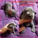 American Pit Bull Terrier Puppies for sale in Pomeroy, OH 45769, USA. price: NA