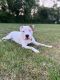 American Pit Bull Terrier Puppies for sale in Hempstead, NY 11550, USA. price: NA