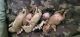 American Pit Bull Terrier Puppies for sale in Ocala, FL, USA. price: $600