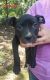 American Pit Bull Terrier Puppies for sale in Crossville, TN, USA. price: NA