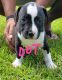 American Pit Bull Terrier Puppies for sale in Pace, FL 32571, USA. price: $850