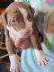 American Pit Bull Terrier Puppies for sale in Elk, WA 99009, USA. price: NA