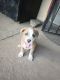 American Pit Bull Terrier Puppies for sale in Commerce City, CO, USA. price: $400