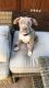 American Pit Bull Terrier Puppies for sale in El Paso, TX, USA. price: $400