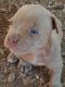American Pit Bull Terrier Puppies for sale in Western North Carolina, NC, USA. price: NA
