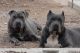 American Pit Bull Terrier Puppies for sale in San Tan Valley, AZ, USA. price: NA