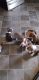 American Pit Bull Terrier Puppies for sale in Winston-Salem, NC, USA. price: NA