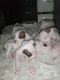American Pit Bull Terrier Puppies for sale in Alafaya, FL 32833, USA. price: $100